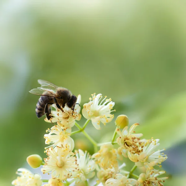 Abeja polinizar una flor amarilla — Foto de Stock