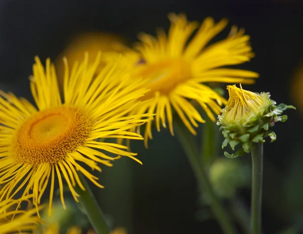 Blühendes Gelbes Gänseblümchen — Stockfoto