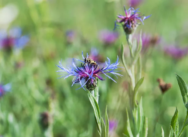 Biene und schöne Kornblume auf der Wiese — Stockfoto