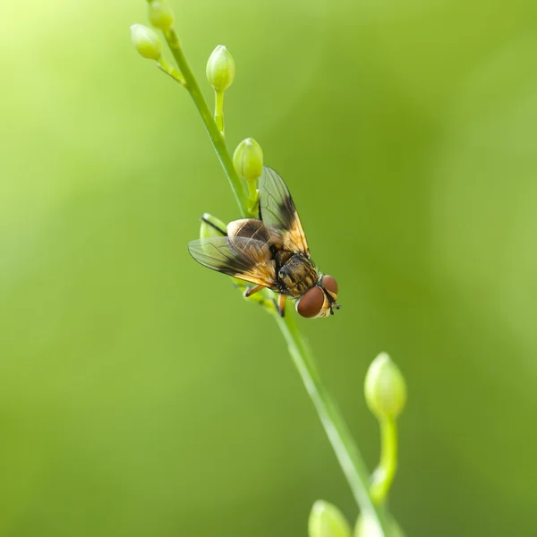 La mosca su una pianta — Foto Stock