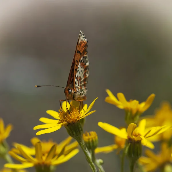 Mariposa naranja alimentación en flores — Stockfoto
