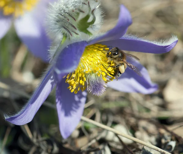 Pequena abelha polinato pulsatilla flor — Fotografia de Stock