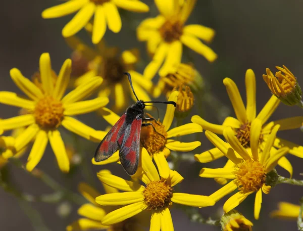Farfalla rossa e fiori gialli — Foto Stock