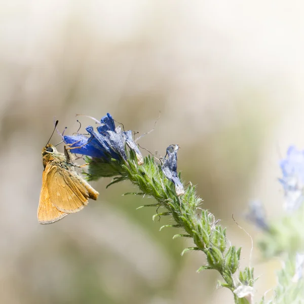 Small orange butterfly eats on the flower — Stock Photo, Image
