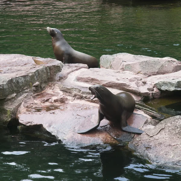 California sea lion — Stock Photo, Image