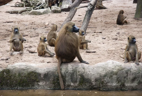 Grupo de babuino chacma — Foto de Stock