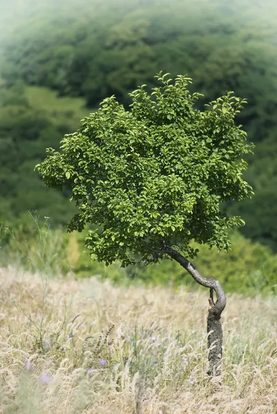 Árbol solitario en un prado — Stockfoto