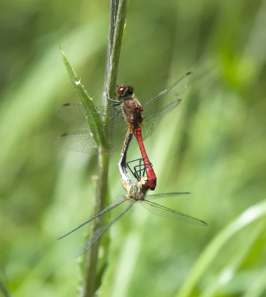 Couple of dragonflies — Stock Photo, Image
