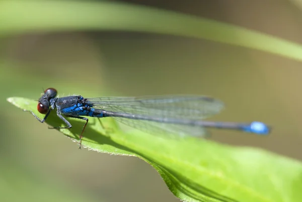 Detailed macro image of dragonfly — Stock Photo, Image