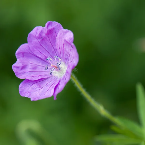 Paarse bloem — Stockfoto