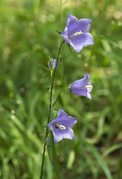 Flor azul sino — Fotografia de Stock