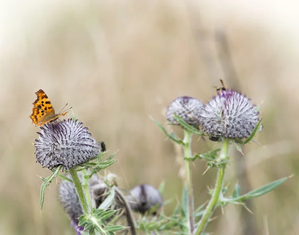 Minder vurige koper (Lycaena thersamon) — Stockfoto