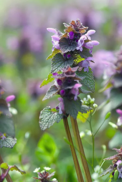 Dead nettle (Lamium purpureum) — Stock Photo, Image