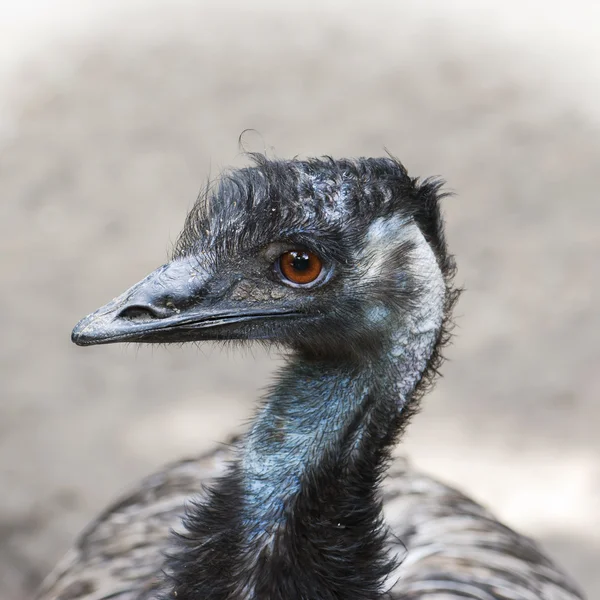 EMU (dromaius novaehollandiae) — Foto Stock