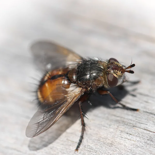 Detail of the fly — Stock Photo, Image