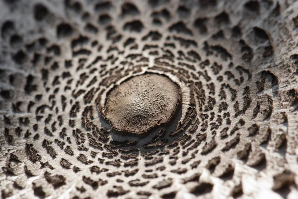 Detail des Sonnenschirmpilzes (macrolepiota procera)). — Stockfoto