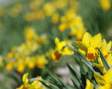 arka plan sarı nergis