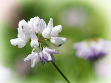 yeşil arka plan bahar beyaz çiçek