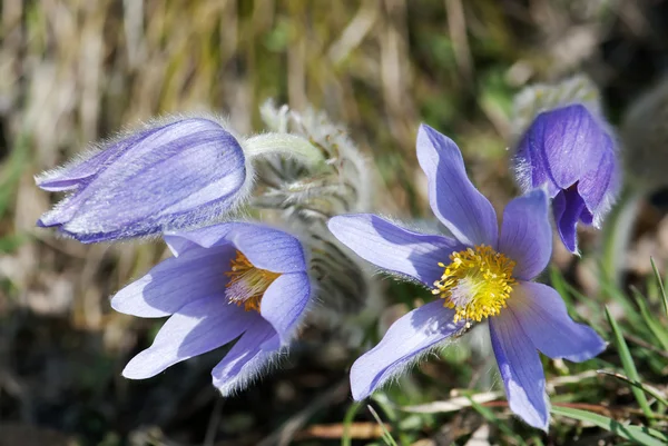 Pulsatilla slavica flower — Stock Photo, Image