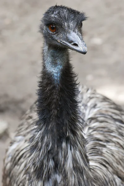 Bird emu (Dromaius novaehollandiae) — Stock Photo, Image