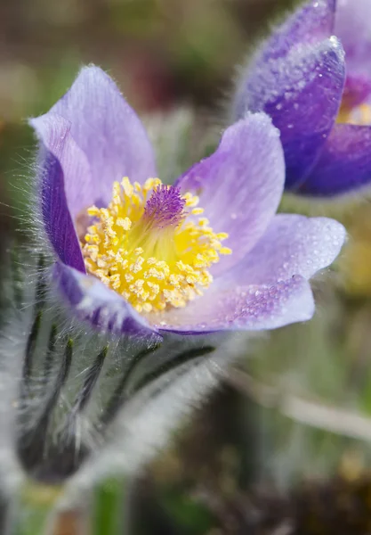 Pulsatilla slavica no prado da primavera — Fotografia de Stock