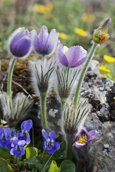 Pulsatica slavica and viola odorata — стоковое фото