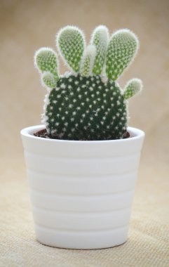 Tavşan kulakları kaktüs (Opuntia microdasys)