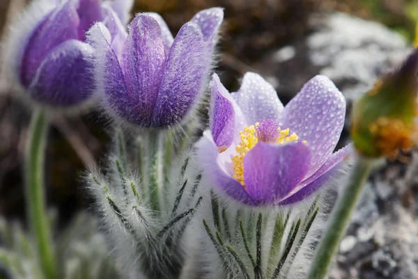 Flowering Pulsatilla slavica in spring — Stock Photo, Image