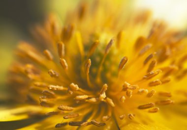 Sülün'ın göz (Adonis vernalis makro fotoğraf)