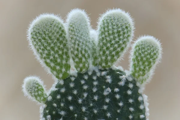 Detalle de Orejas de conejo cactus (Opuntia microdasys ) — Foto de Stock