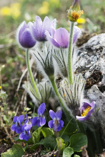 Pulsatilla slavica and viola odorata under a rock — Stock Photo, Image