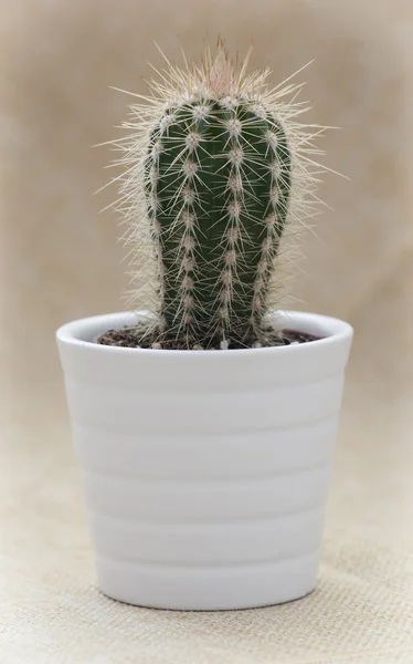 Cacto espinhoso em um vaso de flor branca — Fotografia de Stock