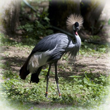 Tepeli vinç (Balearica regulorum gibbericeps)