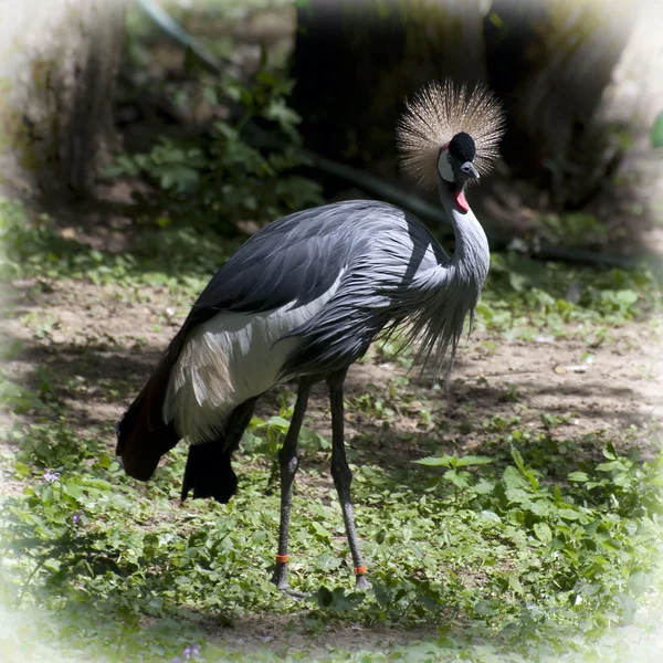 Crested crane (Balearica regulorum gibbericeps) — Stock Photo, Image