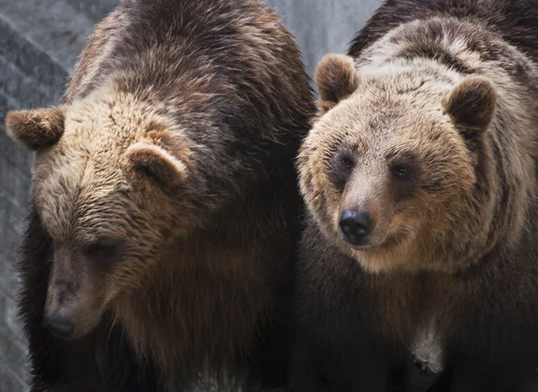 Dwa brązowe niedźwiedzie (Ursus arctos arctos) — Zdjęcie stockowe