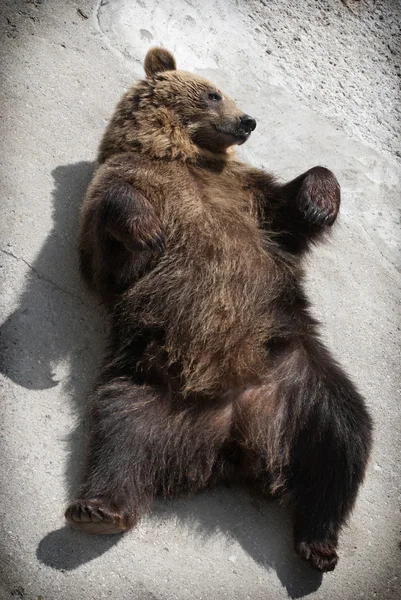 ヒグマは地面に横たわっています。 — ストック写真