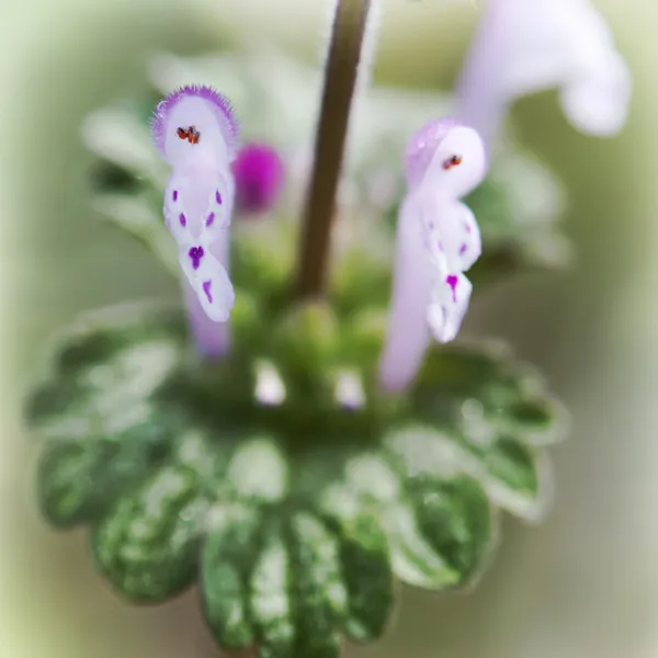 Kis rózsaszín floret részlete — Stock Fotó