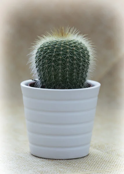 Prickly indoor cactus — Stock Photo, Image