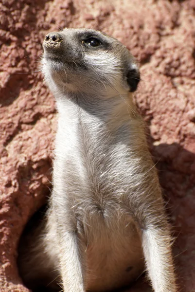 Meerkat (Suricata suricatta) — Stock Photo, Image
