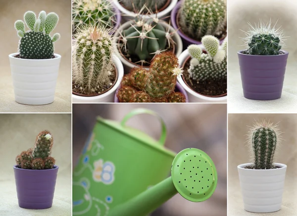 Various cacti and green watering can — Stock Photo, Image