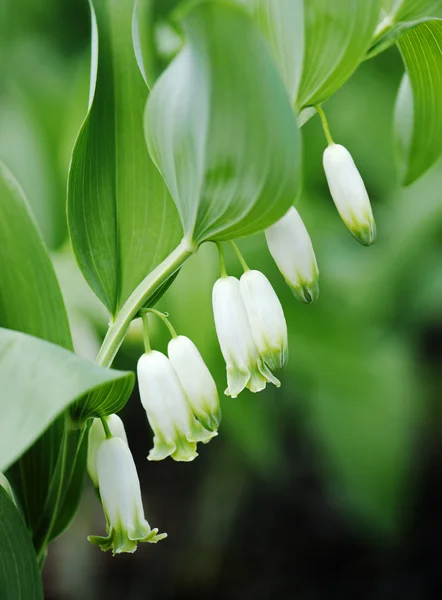 Toppen van campanula bloemen — Stockfoto