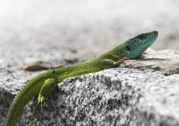 European green lizard (Lacerta viridis) — Stock Photo, Image