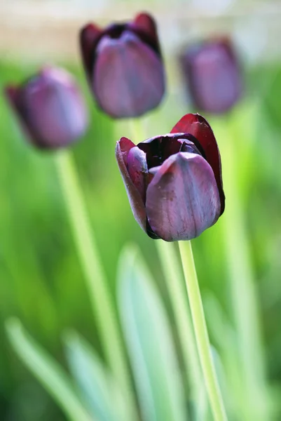 Black tulip — Stock Photo, Image