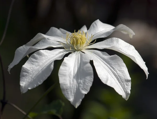 Clematis armandii flower — Stock Photo, Image