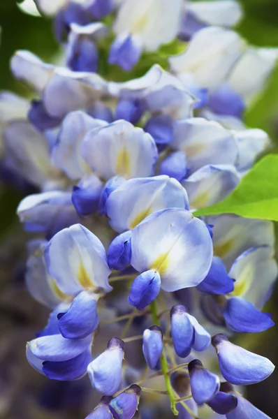 Японская вистерия (Wisteria floribunda ) — стоковое фото