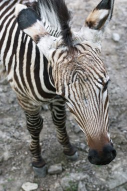 Dağ zebrası (Equus zebra hartmannae)