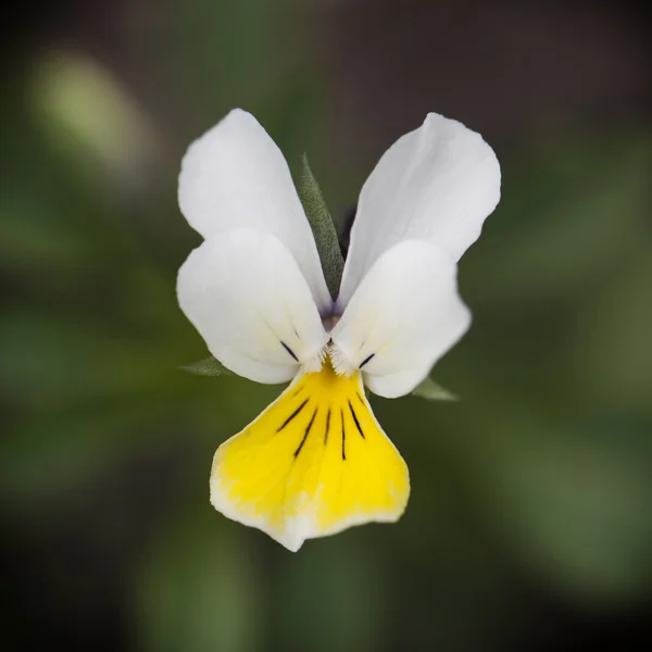 Macro white and yellow viola flower — Stock Photo, Image