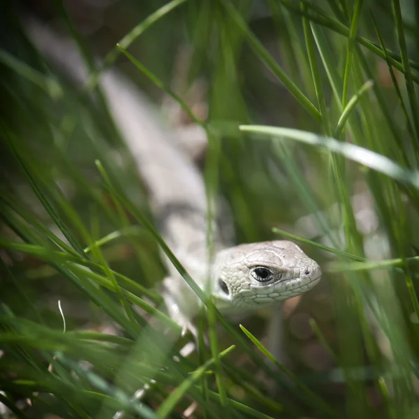 잔디에 작은 도마뱀 — 스톡 사진