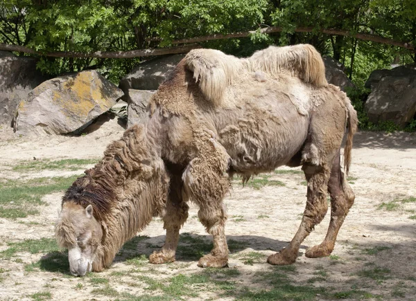 Shaggy dvouhrbý — Stock fotografie