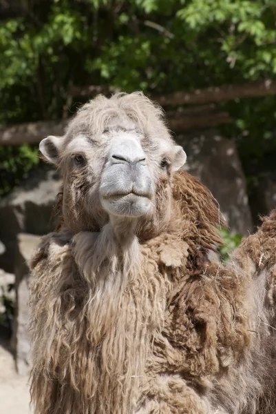 Bactrian camel looking into the camera — Stock Photo, Image